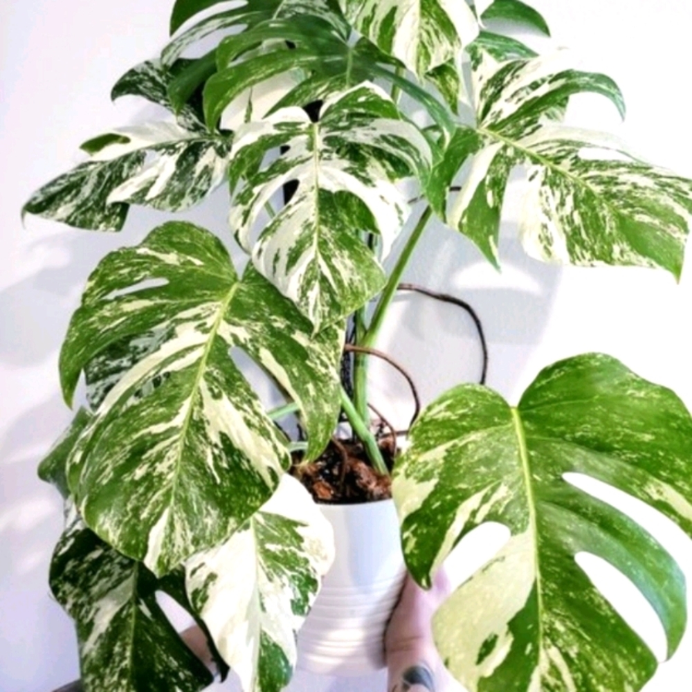 I am looking for monstera variegata.🥰